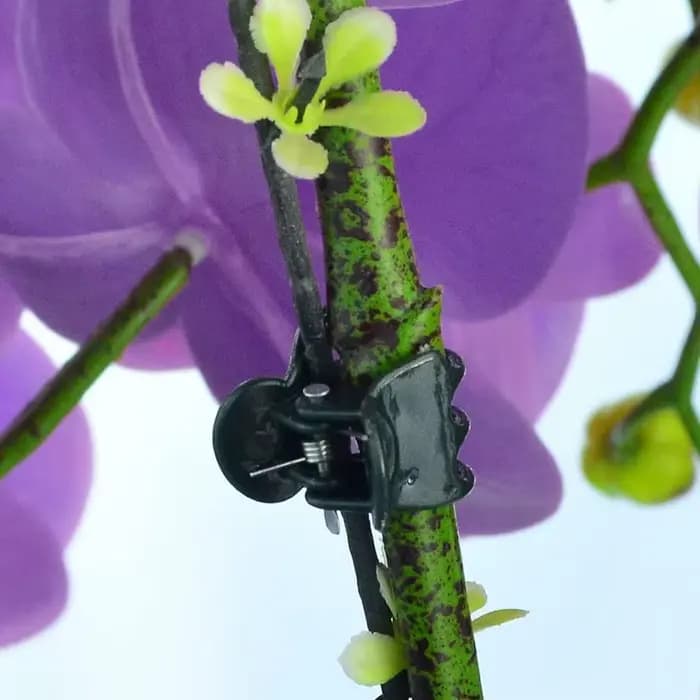 Pinces à plantes vert foncé à 6 griffes, 50/100 pièces, pince de Support de fleurs d'orchidée, fermo