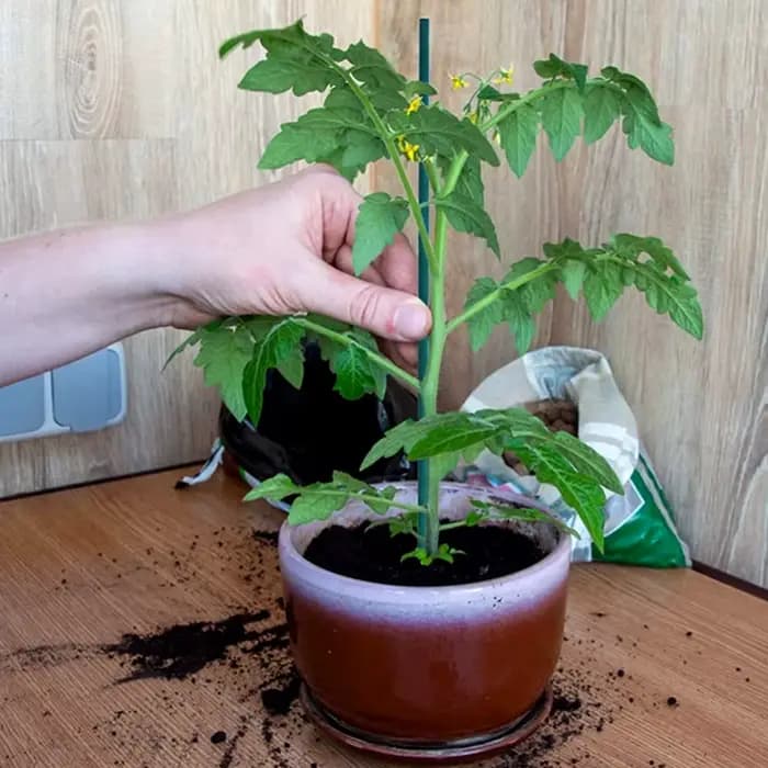 30 pièces bambou vert bâtons plante Support fleur bâton orchidée tige plante bâtons pour soutenir pl