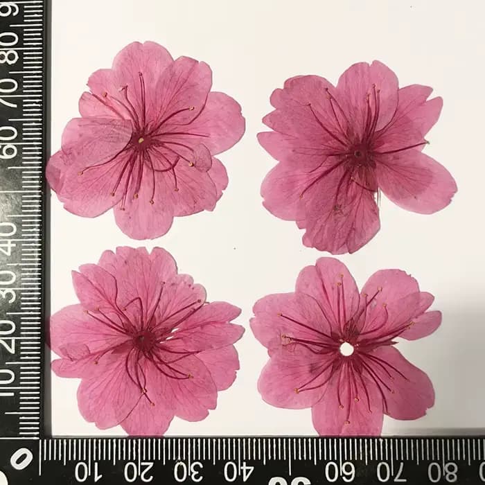 50 Pièces de Fleurs de Cerisier Séchées, Spécimens Végétaux Naturels, Matériaux Faits Main, Fleurs P