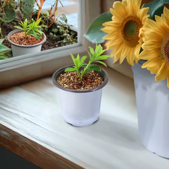 Pot de fleurs TCC blanc pour la culture, pot de plantes succulentes, coupe de semis de plantation si