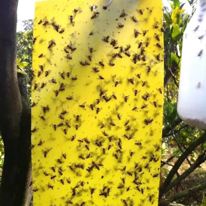 Autocollant Double face pour pièges à mouches des fruits