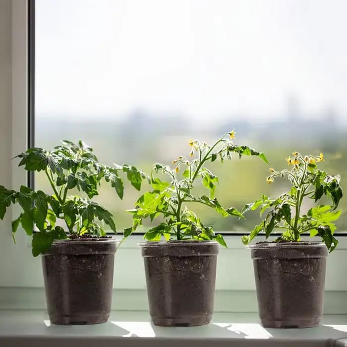 Pots transparents pour pépinière de plantes en PET avec couvercles