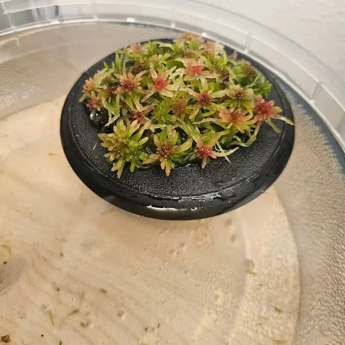 Pot de fleurs flottant décoratif en PLA avec trous