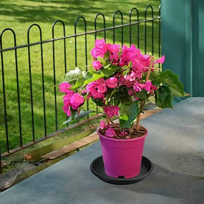 Pot de fleur rond en PP pour plantes succulentes