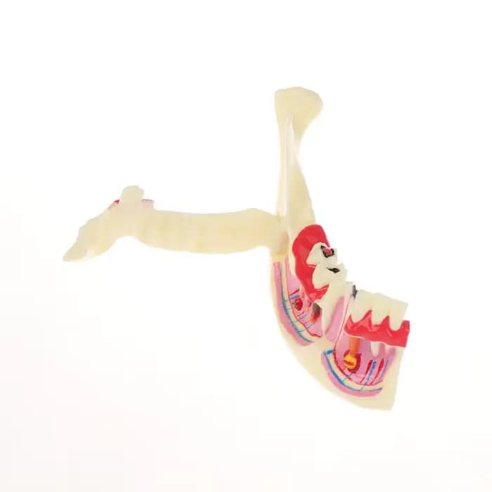 Modèle de traitement endodontique dentaire, anatomie des gencives, tissu Mandible, modèle anatomique, dentiste, enseignement, étude, démonstration, modèle de dents