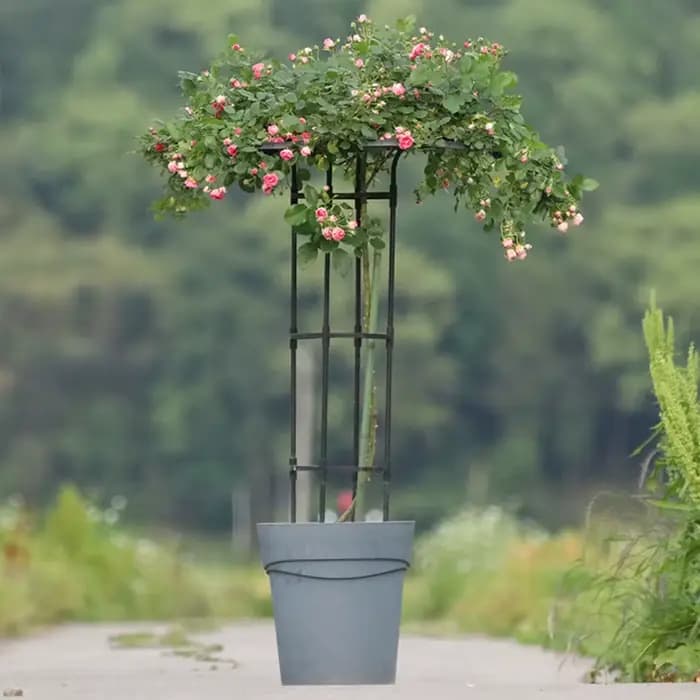 Treillis de Jardin pour Plantes Grimpantes