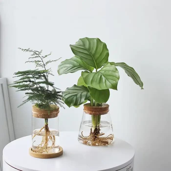 Pot de fleur hydroponique transparent pour la maison