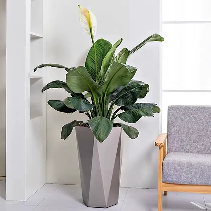 Grand pot de fleur rectangulaire en acier pour l'extérieur et l'intérieur