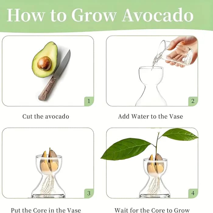 Kit de culture d'avocat - Vase de germination en verre pour les amateurs de jardinage