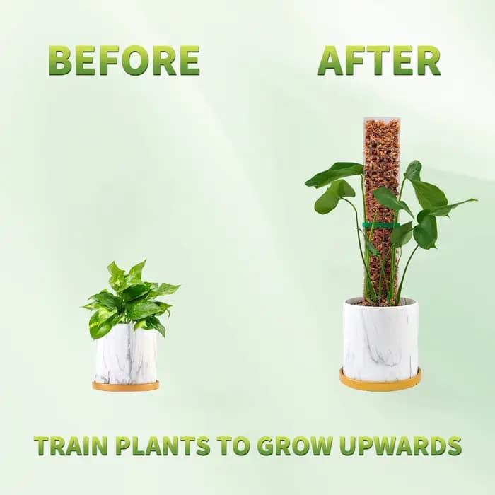 Poteaux de mousse plantes Support de plantes en plastique Transparent réutilisable intérieur bâtons