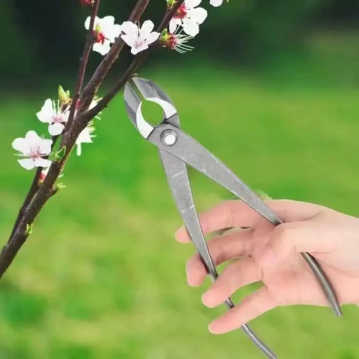 Ciseaux à tête ronde en acier forgé pour coupe de branches d'arbre de jardin, outils de bonsaï, outils de mise en forme des bonsaï