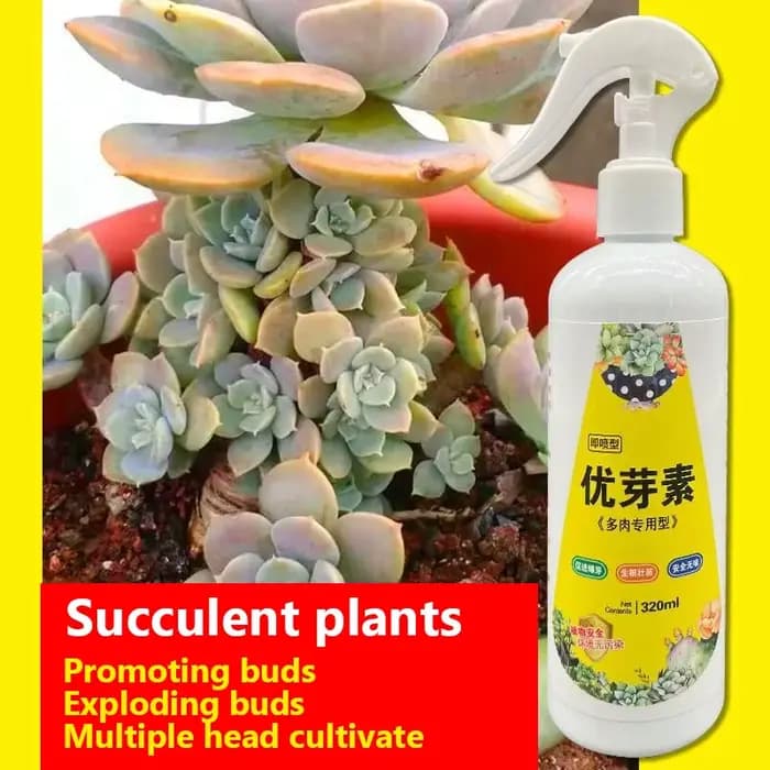 NOUVELLE plante succulente Eugenin favorise le bourgeonnement, la graisse naine et prévient les granulés organiques leggy 320 ml