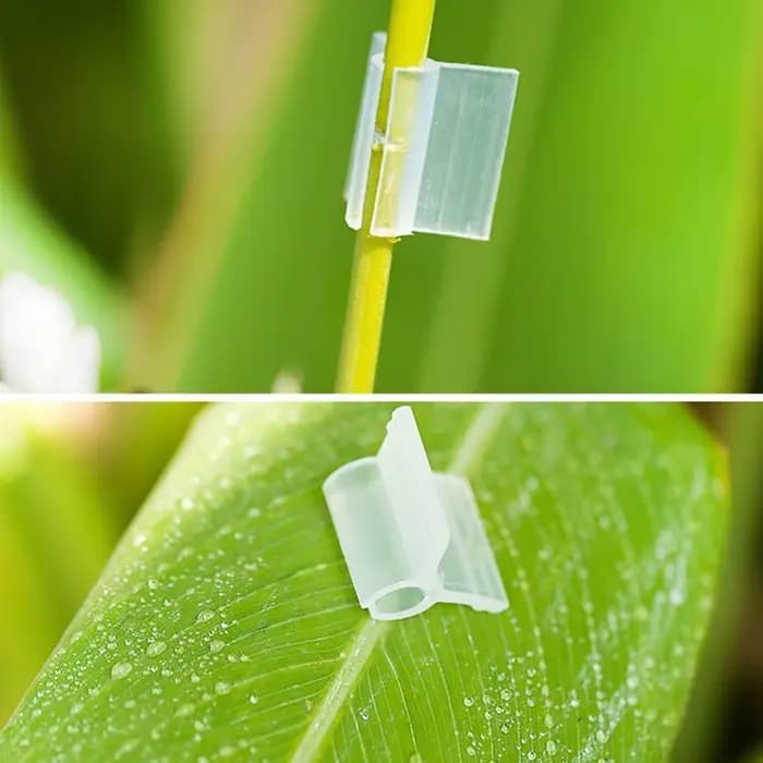 Fixation de Protection solaire vignes greffées 20 pièces Clips de greffage agricole plante de fleur