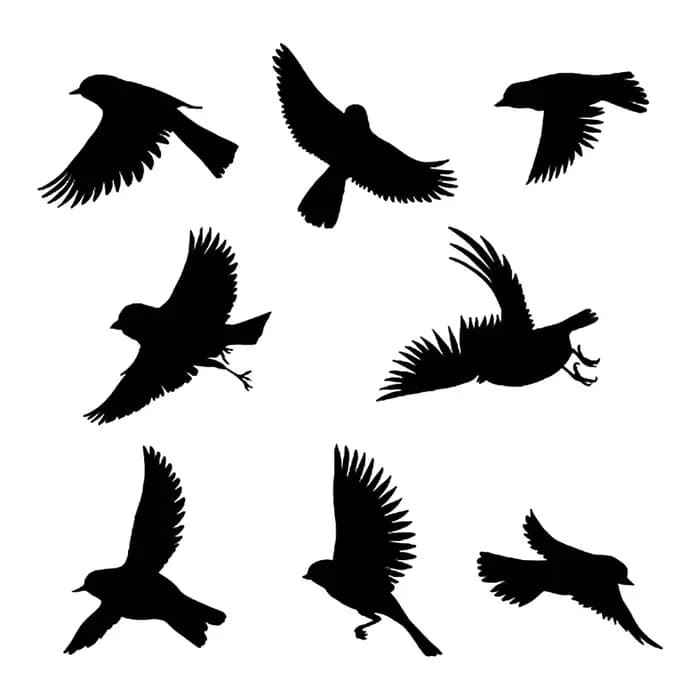 Protection de vitre contre les coups d'oiseaux, Silhouette d'oiseau de pigeon, Film répulsif dissuas