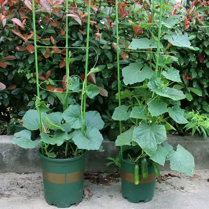 Vigne grimpante T1 pour plantes en pot, cadre de support en plastique enduit d'acier, treillis décor