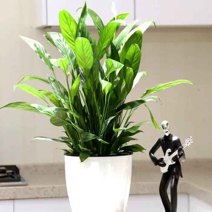Pots de plantes blancs portables et écologiques avec système de Drainage