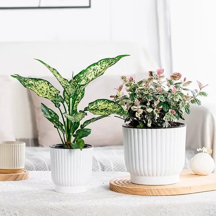 Pot de fleurs auto-arrosant à double couche pour hydroponie