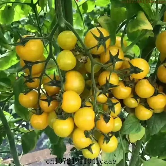 Urée de haute pureté N46% Engrais azoté agricole à action rapide Carbamide