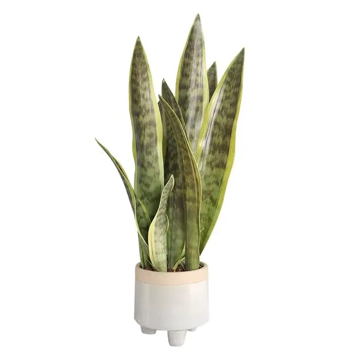 Plantes artificielles, succulentes réalistes, intérieur et extérieur, aloe vera, feuilles tropicales artificielles longues, accessoires de décoration de chambre