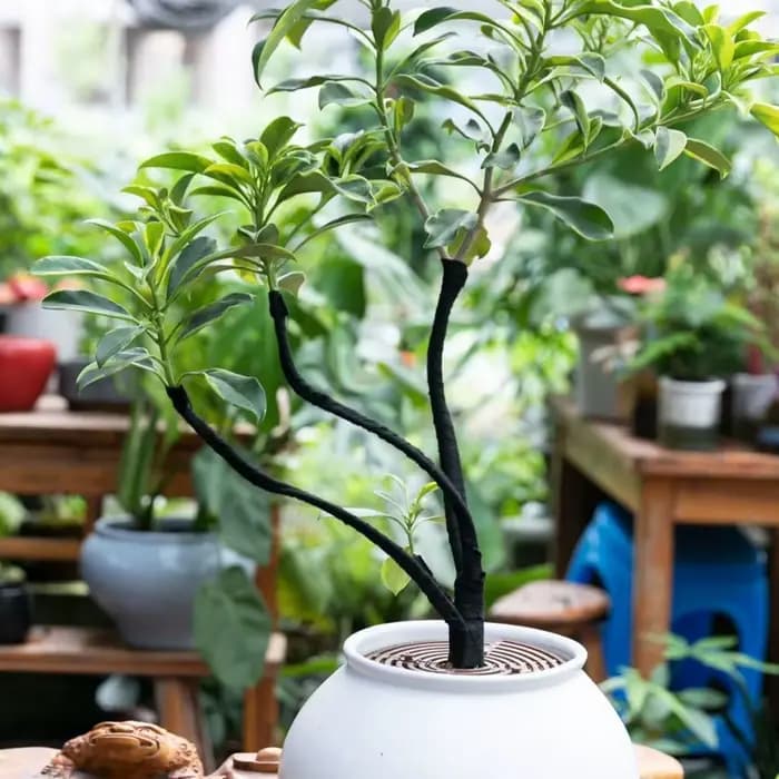 Ruban d'enroulement de bonsaï, ruban d'emballage de fleurs, bandes de tissu d'arbre, outils magiques
