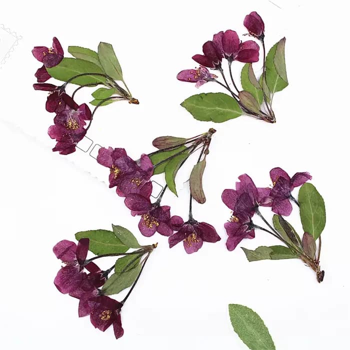 12 pièces, fleurs de bégonia pressées naturelles avec tige
