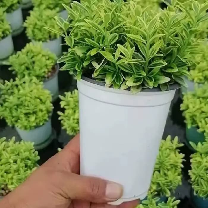 50/100 pièces Pot De Fleurs En Plastique Grow Box Chute Degré escalade Accueil Jardin Plantes Pépinière Tasse