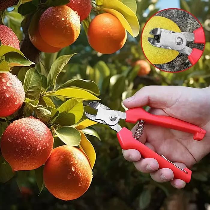 Ciseaux de jardin ergonomiques pour arbres fruitiers