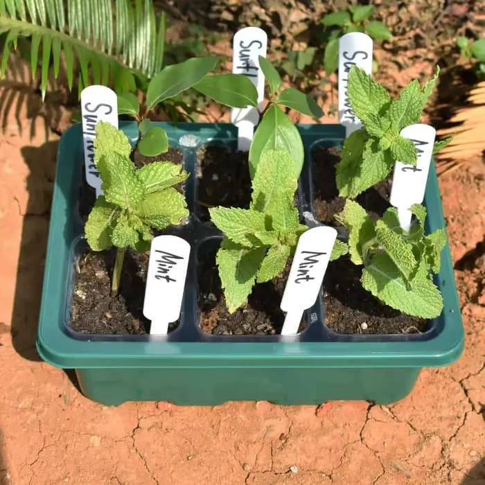 Plateau de semis à 6 compartiments, mini-serre, base de germination pour plantes, boîte de culture, kit de démarrage pour plantes, boîte de culture de graines