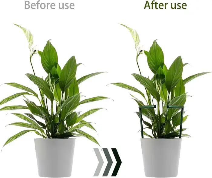Support de Pile pour plantes, cadre demi-cercle, Support de tige fixe, Arrangement de jardinage, Sup