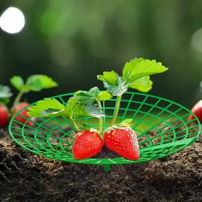 Supports pour plantes à fraises, 5 à 50 pièces, avec 3 jambes robustes, supports de culture de frais