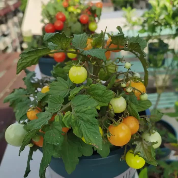 Engrais microbien soluble dans l'eau, métharianium, écologique, 30g, pour protéger les plantes, biofertilisateur naturel pour l'agriculture durable