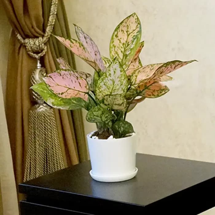Pot de fleurs simple polygonal blanc pour la maison