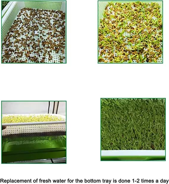 Kit de germination sans sol pour les cadres de germination