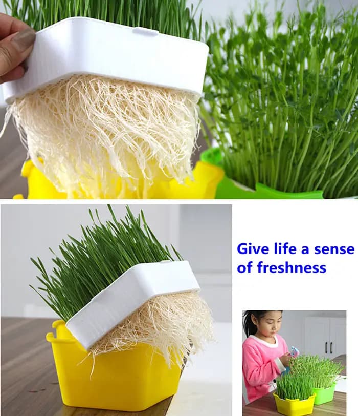 Pot de plantation de germes de haricot Lauren Box