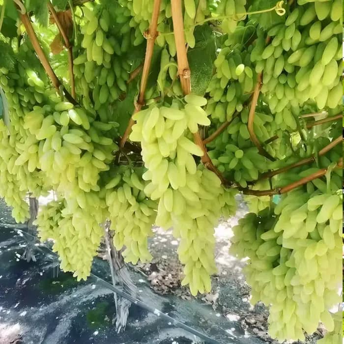 50g Bacillus Licheniformis 100 milliards d'engrais biologique microbien pour l'agriculture organique