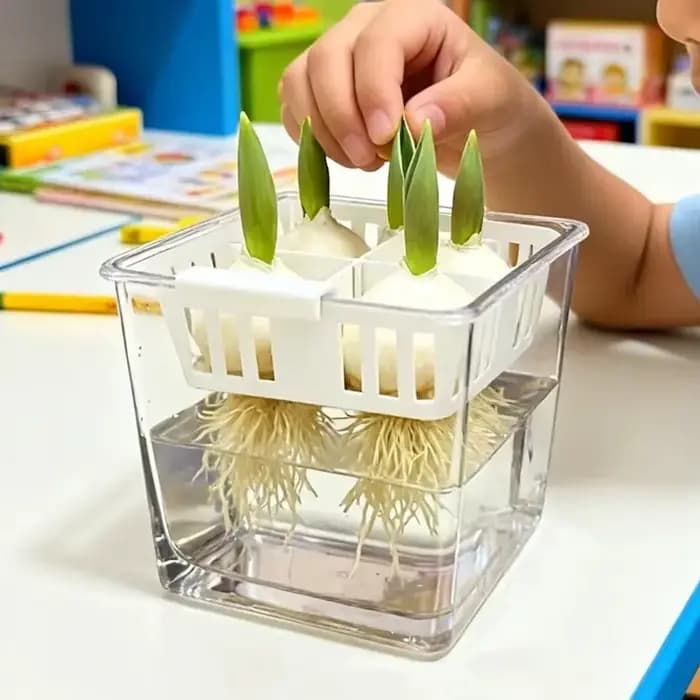 Pot de fleur à quatre grilles pour tulipes hydroponiques
