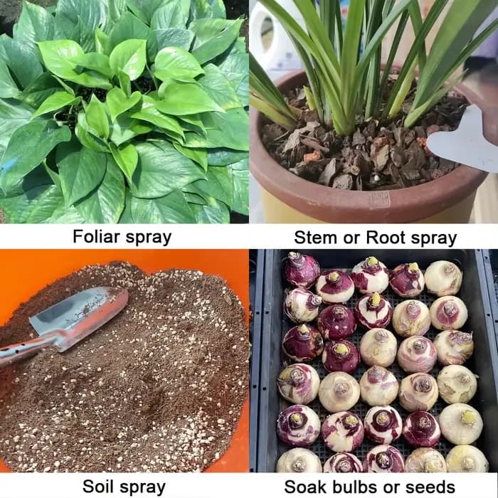 Trichoderma Harzianum champignon du sol microscopique biofertilisateur polyvalent engrais microbien protège les plantes pour le jardin