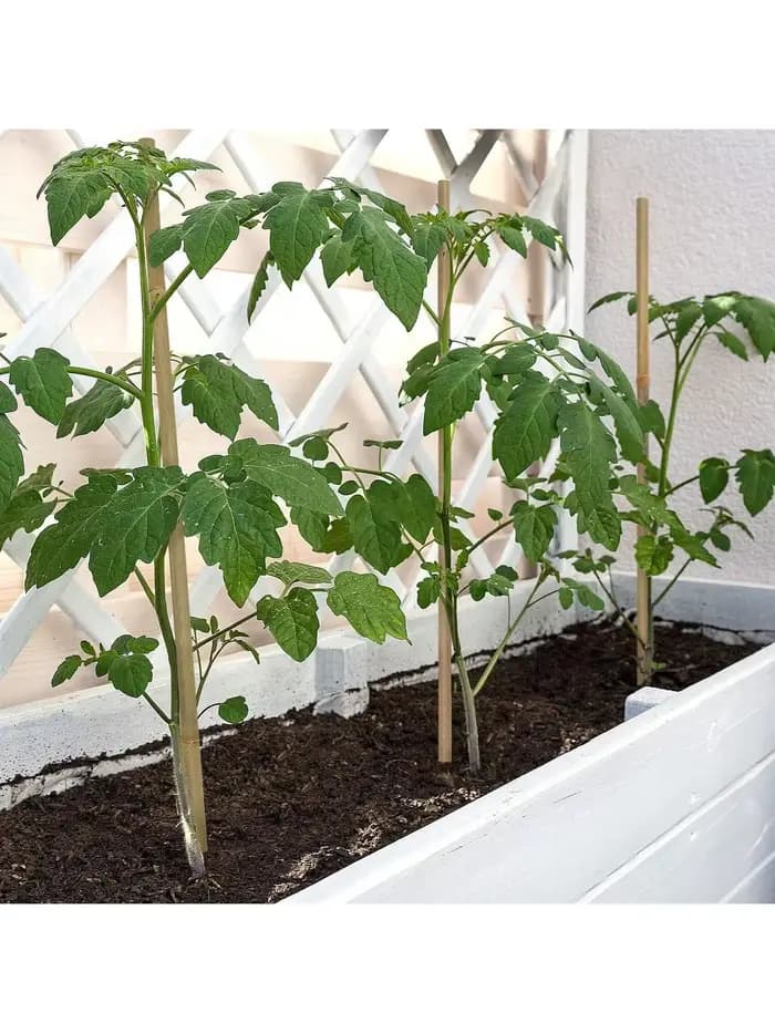 Piquets en bois de jardin en bambou, plantes en bambou écologiques, piquets en bois, plantes grimpan