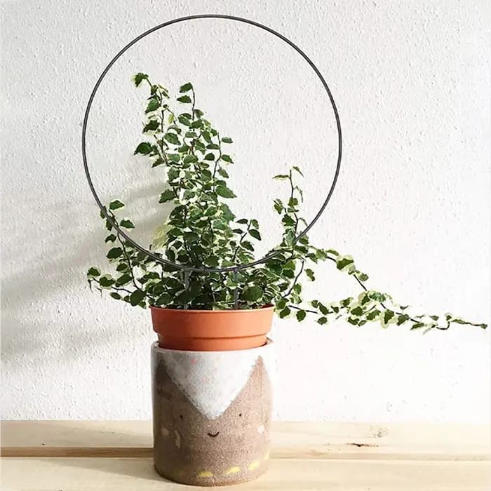 Piquet de support de plante de jardin en forme de coeur, cadre d'escalade de vigne circulaire pour f