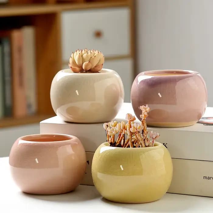 Pot de fleurs succulentes avec fissures glacées