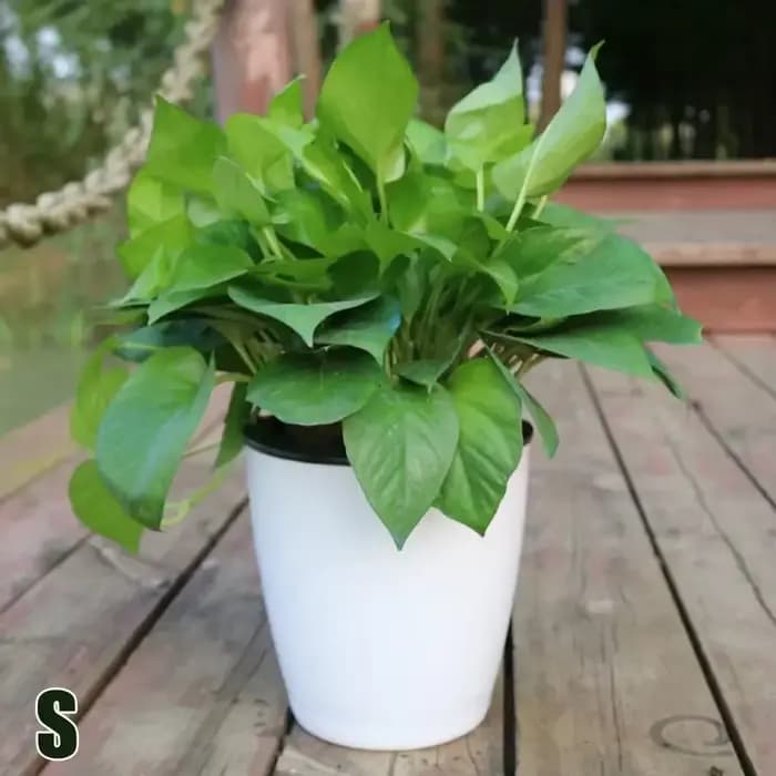 Pot de fleur paresseux à absorption d'eau automatique, jardinière en plastique Transparent à arrosag