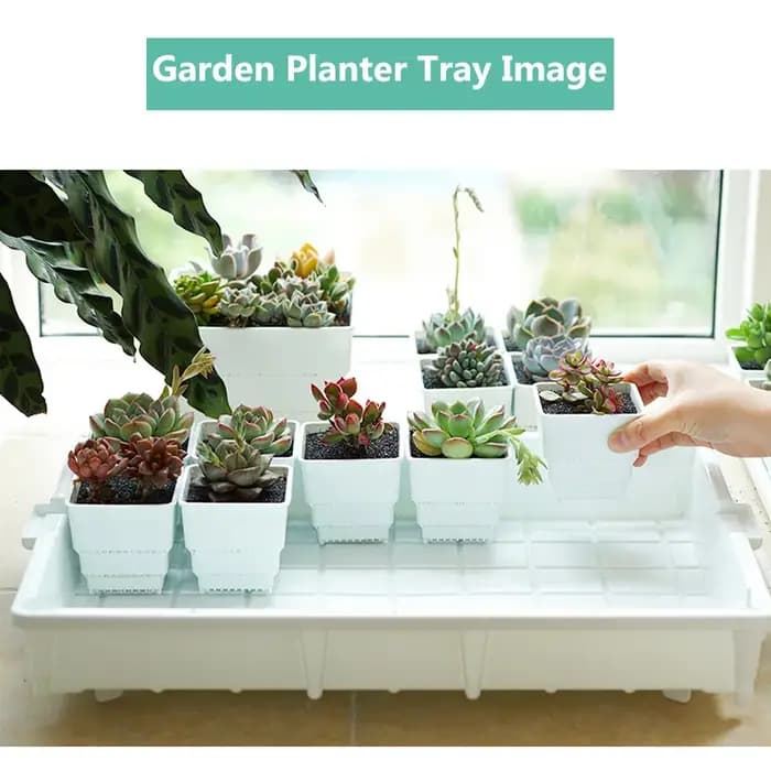Pots succulents carrés avec bassin en escalier