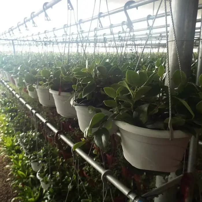 ConfronFlower-Pot de fleur extérieur pour la décoration de la maison