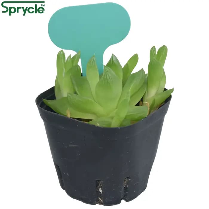 SPRINCLE-Marqueurs de Plantes Colorés en PVC, 50x70mm, Piquets de Jardin, Bonsaï, Succulent, SeFoggi