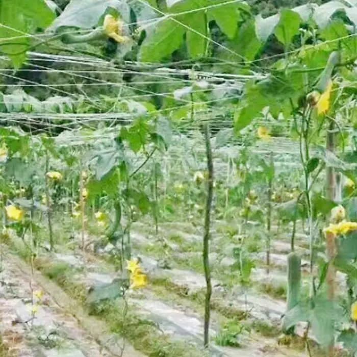 Filet d'escalade en treillis pour plantes de jardin, tissage d'atterrissage de vigne, cadre de crois