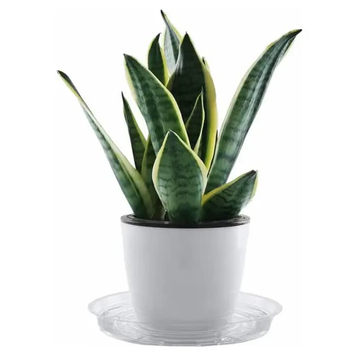 Plateau d'égouttage pour plantes de jardin, 10 pièces, Base ronde pour Pot, récipient de collation T