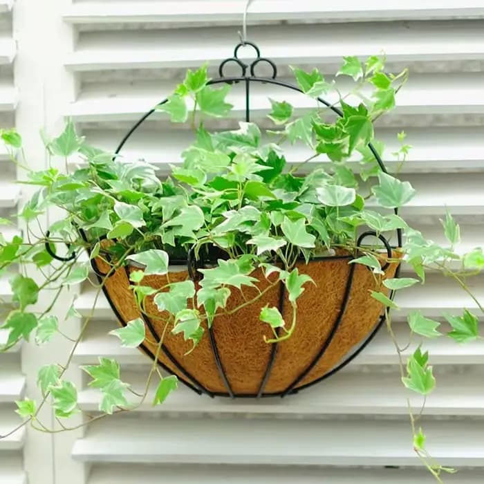 Mir suspendu Cocoanut, pot suspendu Cocoanut, support de fleurs demi-rond
