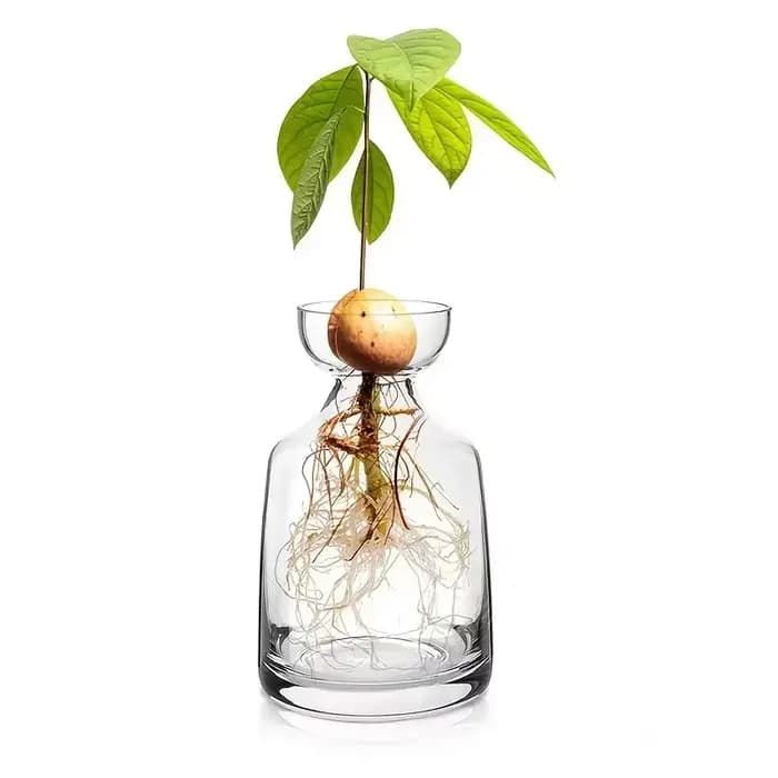 Kit de culture d'avocat - Vase de germination en verre pour les amateurs de jardinage