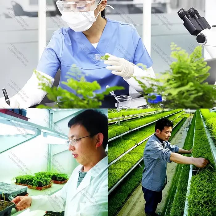 Solubilité 100% Acide Fulvic Engrais Organique 95% à Bas Prix Livraison Gratuite