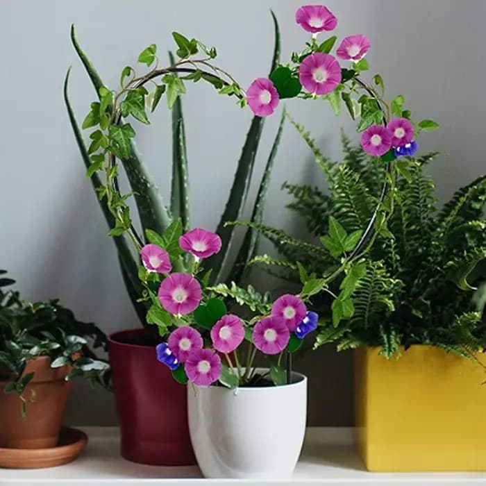 Piquet de support de plante de jardin en forme de coeur, cadre d'escalade de vigne circulaire pour f